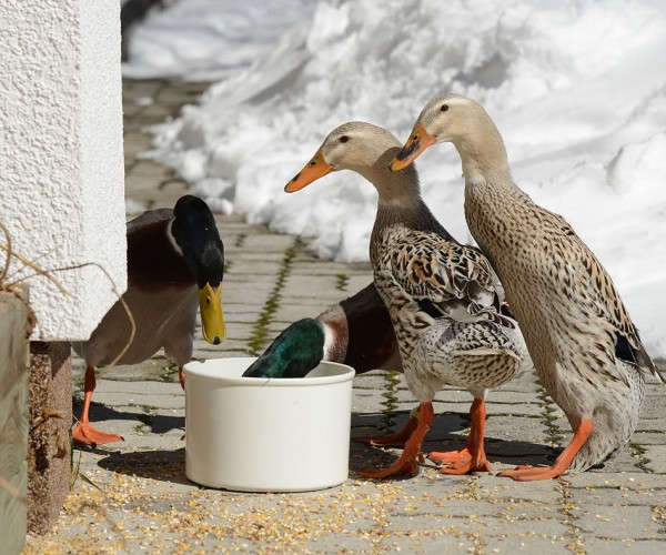 Glückliche Enten am Bauernhof