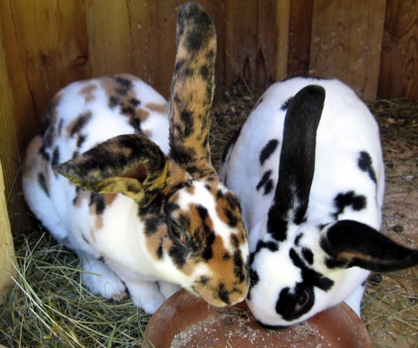 Hasen am Stubenrauschhof