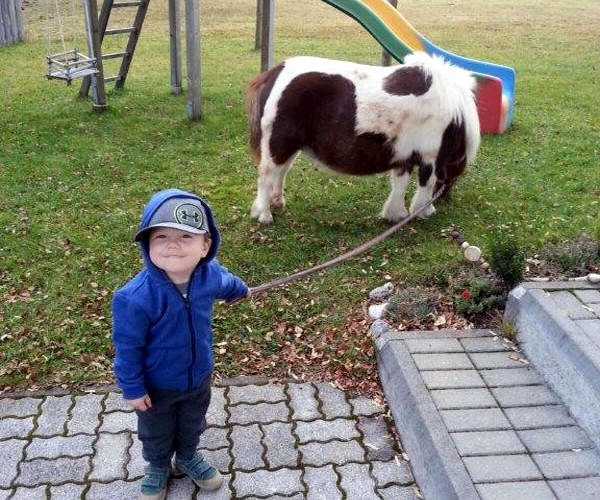 Ponys zum Führen und Reiten für Kinder