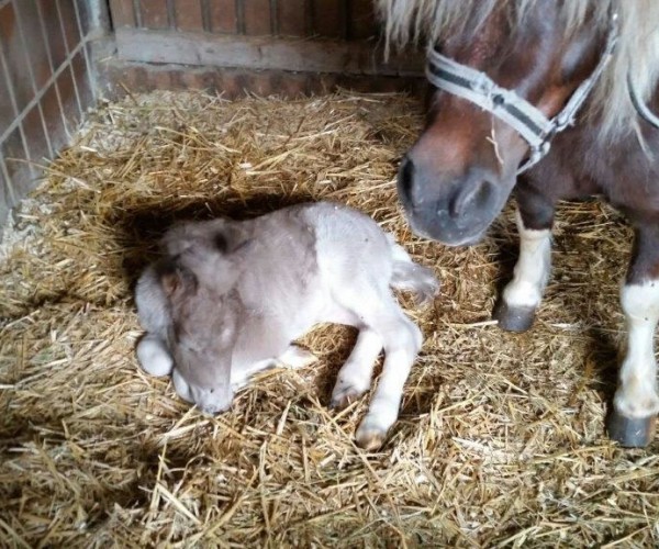 Pferd und Fohlen im Stall